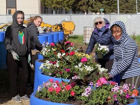 Bloomin' lovely
Volunteers were hard at work battling wind last Tuesday to get the City of Wetaskiwin's blue planters filled with this year's blooms.