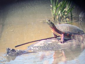 This Eastern painted turtle clearly got sick and tired of moving around himself at the West Perth Wetlands, so he hitched a ride on this snapping turtle recently. No one is certain what the stick is for - balance perhaps? Or to ensure they are heading in a straight line? There's a lot to see at the Wetlands, one of West Perth's secrets, and more and more local residents are discovering what's out there. DAVE BROWN