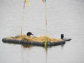 Mom and dad loon take advantage of this nesting platform that rides the changes in water levels.  The markers serve to remind boaters to steer clear. Dan Marchant/Natural Acquaintances