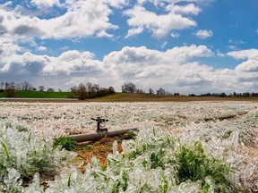 This was the scene in the Meadow Lynn Farms berry patch in Simcoe during the cold snap that struck southern Ontario in May. Farmers Fred and Sharon Judd irrigated through the night to coat their strawberries with an insulating layer of ice as the mercury dropped in some locations to a bone-chilling -8 degrees C. – Dr. Mark Ghesquiere photo courtesy of Meadow Lynn Farms