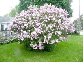 Nothing beats the perfume of a lilac in full bloom, but gardening expert John DeGroot says the lilac’s glory is short-lived, as it usually takes up too much room on most properties. John DeGroot photo