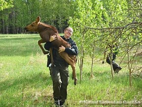 Fish and Wildlife officer Dana Brand is seen rescuing a baby moose outside Sherwood Park near Wye Road on May 27. Photo courtesy of Haeli Carter