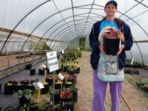 Donna Deploy, an employee at Springwater Farms, had trouble picking a favourite, but chose a coral bell plant. “Every shady spot needs a splash of colour and these last all season,” she said. Dan Kerr