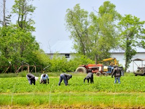 Haldimand and Norfolk and other agricultural districts in Ontario with outbreaks of COVID-19 among migrant workers will have to wait before they join the rest of the province in the controlled re-opening of non-essential businesses. The Ford government announced which jurisdictions will proceed with a Stage 2 re-opening of the province on Monday. – Monte Sonnenberg photo