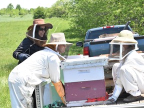 Bee Crew members unload a hive of bees from Kincardine and place them at the interim home of Huron County Warden Jim Ginn's farm. Daniel Caudle