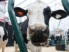 A cow takes a close up during the Canadian Dairy XPO on April 4, 2019 in Stratford. Terry Bridge/Postmedia Network