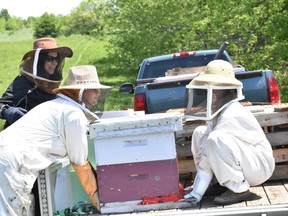Bee Crew members unload a hive of bees from Kincardine and place them at the interim home of Huron County Warden Jim Ginn's farm. Daniel Caudle