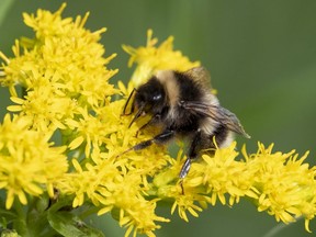 A bee takes advantage of a dry morning to forage on the blooms of goldenrod and other flowers in Saskatoon Island Provincial Park on Monday, Aug. 12, 2019.