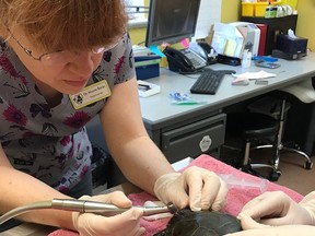 Veterinarian Nicole Baran repairs the shell for one of Turtle Pond Wildlife Centre’s wild patients.