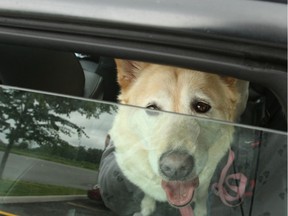 A photo illustration of a dog in a vehicle. POSTMEDIA FILES