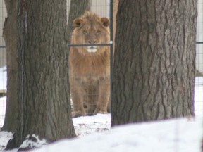 In this file photo, a lion peers out of its enclosure at the Roaring Cat Retreat south of Grand Bend. After more than a year of controversy, owners Mark and Tammy Drysdale have removed the exotic animals from their property. Scott Nixon