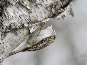 The delightful little brown creeper climbs up and under tree trunks and limbs searching for insects and spiders. When finished it will fly to the base of another tree and spiral its way up using its still tail as support like woodpeckers do.