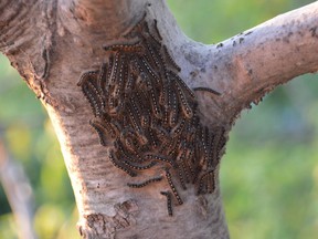 A mass of forest tent caterpillars writhes on an oak tree on June 8 of last year.