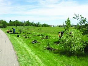 Leduc city staff planted new pollinator trees on June 2, made possible through a donation from the Rotary Club of Nisku-Leduc. (Supplied)