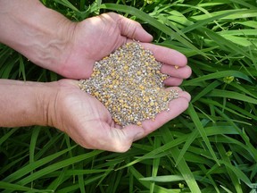 A handful of corn gluten. Gardening expert John DeGroot says corn gluten, a byproduct of food processing, has been found to prevent weed seeds from sprouting. John DeGroot photo