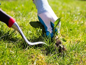 The county outlined all homeowners have a responsibility to help stop the spread of weeds that can be harmful to the environment and public and private property. Residents can call 780-417-7100 to speak with an inspector about weed control. Photo Supplied