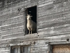 When I consciously turn my attention to what is going around me — the beauty of the goat framed in the barn, the sound of the geese hissing or the intense smell of lilacs — I bring myself back to the present moment and feel steadier. (Susan Young/Supplied Photo)