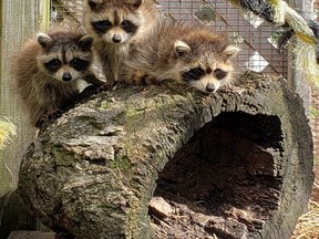 Three orphaned raccoons kits are among the animals currently residing at Hobbitstee Wildlife Refuge in Jarvis. (CONTRIBUTED)