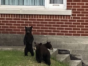 A trio of bear cubs looks around for their mom after checking out a yard on St. Raphael Street on Friday.