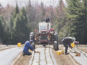 Temporary foreign workers from Mexico plant strawberries on a farm in Mirabel, Que., on May 6, 2020, as the COVID-19 pandemic continues in Canada and around the world. The government of Mexico won't send any more temporary foreign workers to Canada until it has more clarity on why two died due to COVID-19.