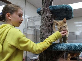 Kyla Hines, 10, visits the kitten room in October 2019 at the Sarnia and District Humane Society. Sarnia city council has approved rezoning for the 131 Exmouth St. shelter for extensive renovations, and so it can eventually offer grooming and veterinary services. File photo/Postmedia Network