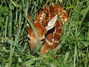Straight ears and shiny nose are clues to indicate a fawn is being cared for by its mother, even if it's alone.
