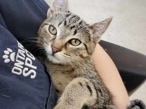 Cats like Marcus here and kittens in care with the Ontario SPCA Renfrew County Animal Centre are hoping local residents will take part in a two-week litter drive that began this week. Centre staff say the spring influx of felines is in full swing with 35 cats now in care and that litter supplies are very, very low. Submitted photo