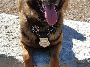 Striker, the Woodstock police's K9 dog and seen here being a very good boy, assisted in the arrest of a suspected drunk driver. After police attempted to stop the man, he fled on foot before being located by Striker.

Handout
