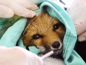 An injured fox kit drinks strawberry-flavoured medicine from a syringe held by Dr. Laura Prociuk and aided by Sandy Pines Wildlife Centre director Sue Meech at the centre in Napanee. The centre is helping more animals, but the coronavirus pandemic has left it short of funds and help.