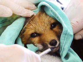 An injured fox kit drinks strawberry-flavoured medicine from a syringe held by Dr. Laura Prociuk and aided by Sandy Pines Wildlife Centre director Sue Meech at the centre in Napanee. The centre is helping more animals, but the coronavirus pandemic has left it short of funds and help.