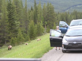 People get out of their vehicles to take photos of three grizzly bears within 50 metres as the bears grazed on the vegetation along the side of Highway 40 in Kananaskis on June 19, 2020. Photo Marie Conboy/ Postmedia.