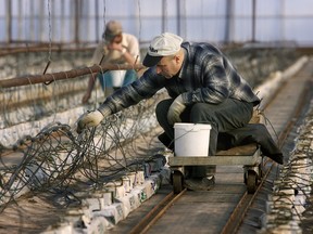 A greenhouse labourer from Mexico works in a greenhouse in Leamington in 2001. File photo/Postmedia Network