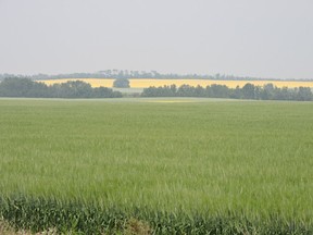 Lamont Country declared a State of Agricultural Disaster on June 11 due to significant rainfall. Photo Supplied.