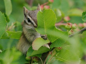 More than 60 photos shot and submitted by area residents have been chosen to adorn the walls of the new Grande Prairie Regional Hospital. Doug Fletchers photo of a chipmunk was amongst those selected, taken not far from the new hospital site near the Bear Creek reservoir.