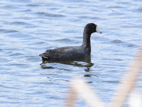 An American coot searches for food at Crystal Lake in Grande Prairie, Alta. on Saturday, May 2, 2020. Although bearing a vague resemblance to ducks, American coots are only distantly related.