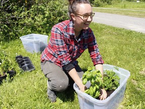 Jennifer Nobel, volunteer with the Anti-Hunger Coalition Timmins' #GrowWithAct project, puts together some of the garden kits which the organization was giving away on Friday afternoon in an effort to encourage people to try growing their own food.

RICHA BHOSALE/The Daily Press