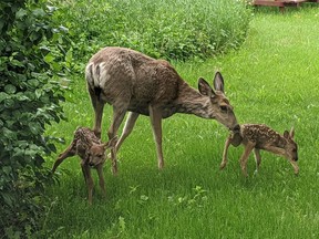 T.A. Norris Middle School in Peace River welcomed the birth of two newborn fawn in the schools courtyard on June 15.