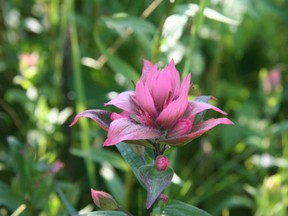 A paintbrush flower at Saskatoon Island Provincial Park.