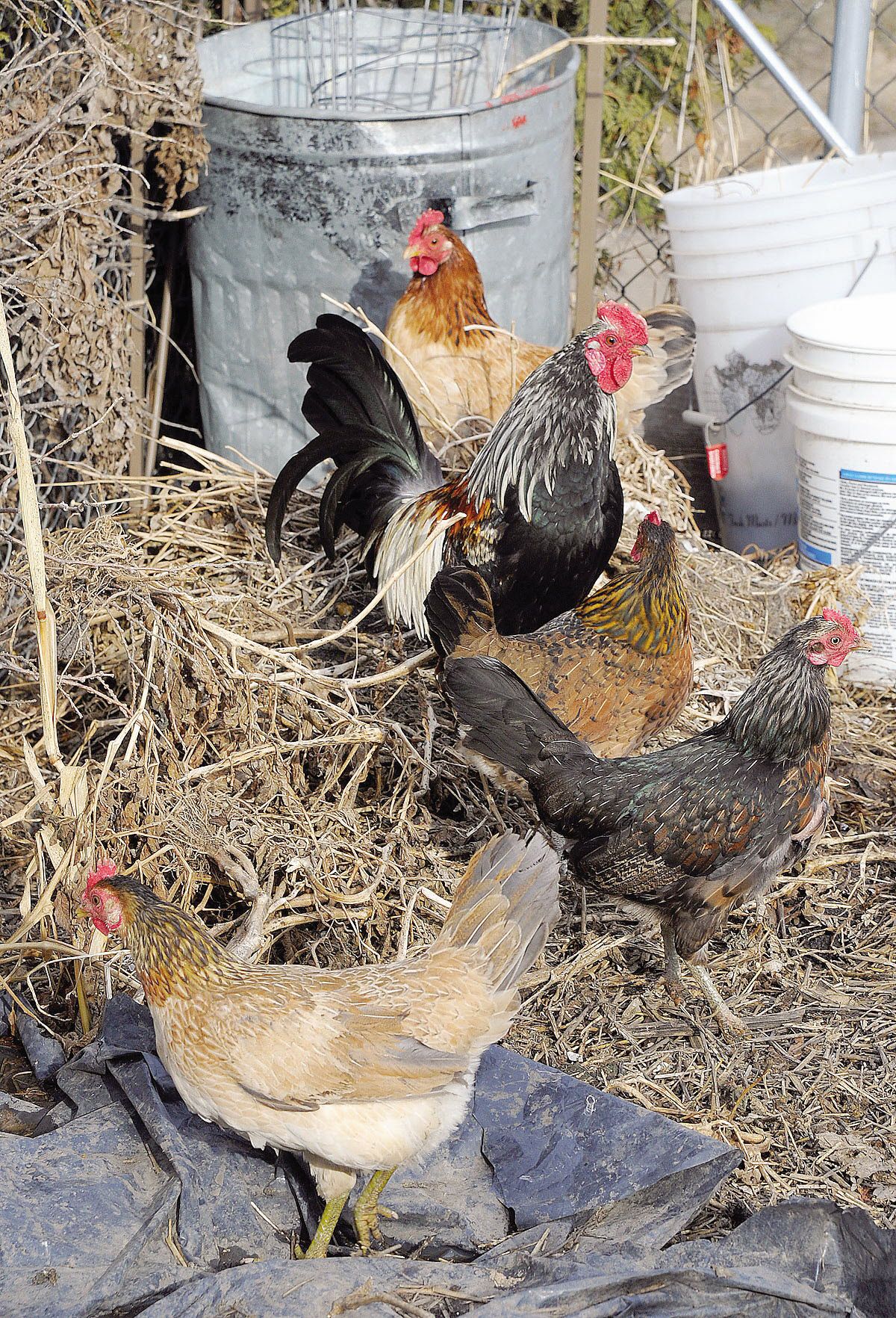 No chickens in residential areas, ChathamKent council decides
