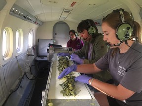 Emilie Metcalfe, Sarah Hagey and Barb Piolunowska, of the Ministry of Natural Resources, work together to prepare rabies vaccine pellets to be dropped out of a plane during the August 2019 distribution.
