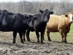 Cows in Newtonville, Ont., on Tuesday May 5, 2020.