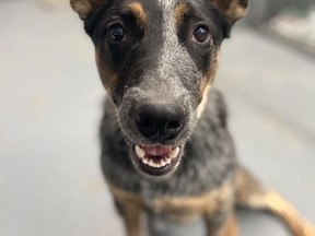 Presley, a one-year-old Australian Cattle dog, is one of the animals available for adoption at the new Alberta Pound and Rescue Centre of Airdrie.