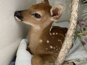 The Alberta Institute for Wildlife Conservation warns to leave deer fawns alone if seen in the wild.