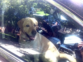 With summer's hot weather here it is important to remember not to leave dogs in vehicles. Even a short duration in a hot vehicle can have deadly impact on a pet.
FILE PHOTO