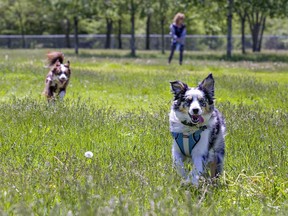 A pair of miniature Australian Shepherds race across the field at Dogford Park in Brantford on Monday.