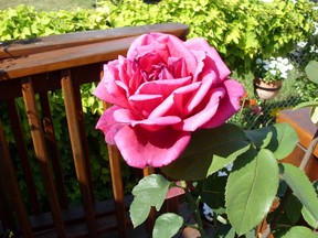 Flower and plant size, location and hardiness all play a part in selecting the correct variety of rose for the garden. Postmedia
