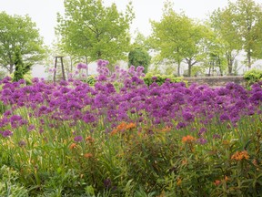 Clouds of purple alliums seem to float above this garden.