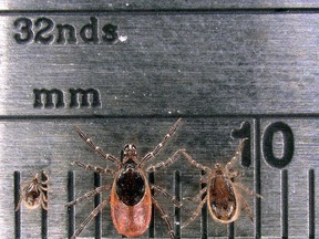 Nymph, female and male blacklegged ticks. File Photo