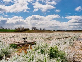 This was the scene in the Meadow Lynn Farms berry patch in Simcoe during the cold snap that struck southern Ontario in May. Farmers Fred and Sharon Judd irrigated through the night to coat their strawberries with an insulating layer of ice as the mercury dropped in some locations to a bone-chilling -8 degrees C. Photo courtesy Meadow Lynn Farms