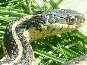 Our most common snake resident, the garter snake is harmless unless you happen to be a bite-sized morsel that it comes across. In Ontario, the garter’s snakes most potent enemy is the automobile.